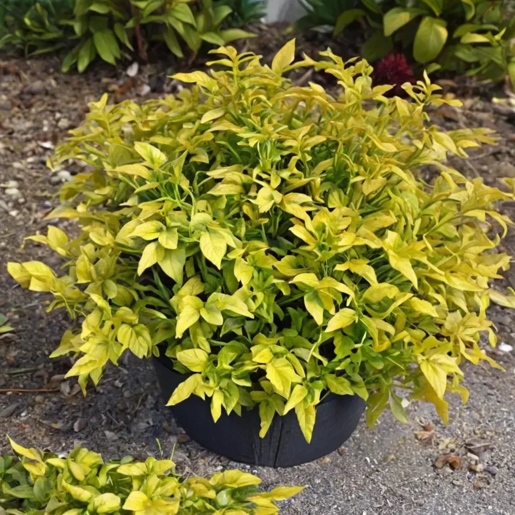 Duranta erecta 'Gold Nugget'