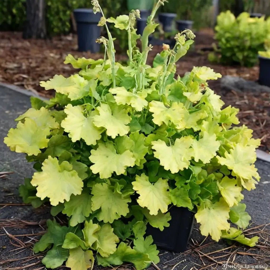 Heuchera sanguinea 'Lemon Love'