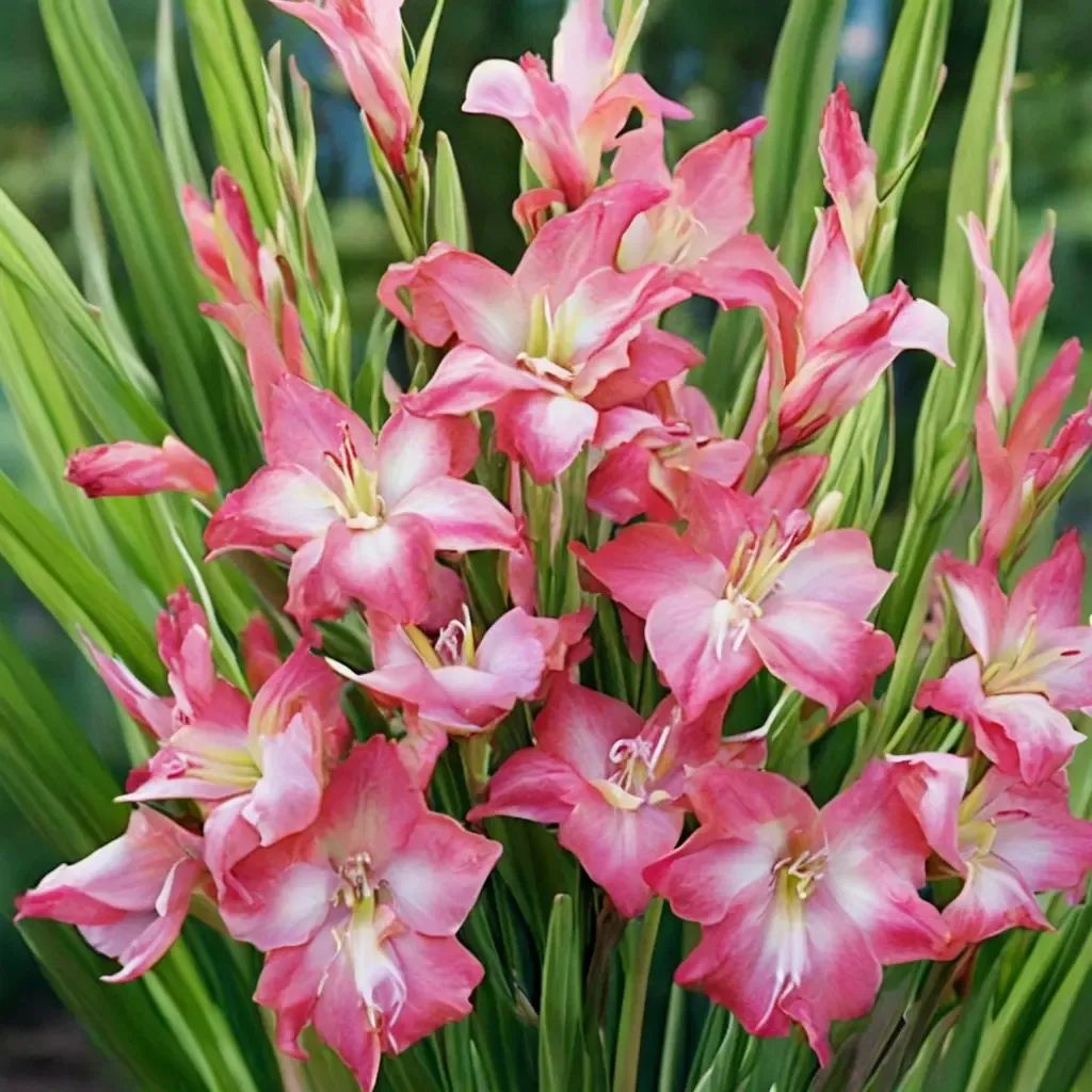 Gladiolus hortulanus 'Charming Beauty'