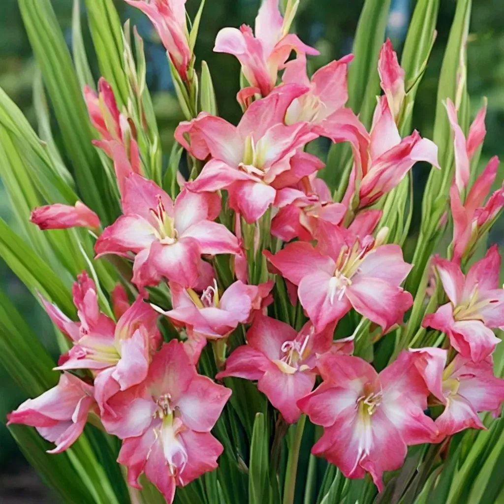 Gladiolus hortulanus 'Charming Beauty'