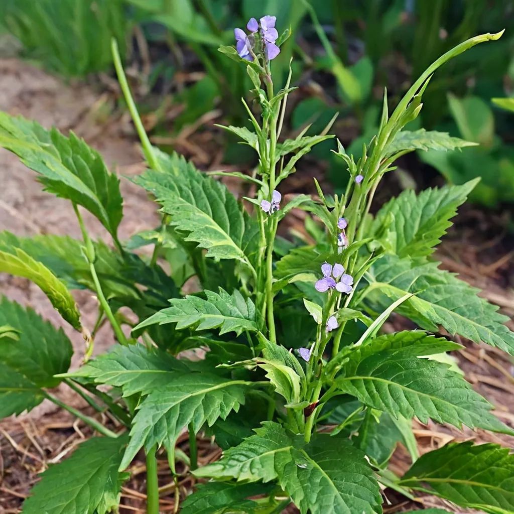 Stachytarpheta jamaicensis
