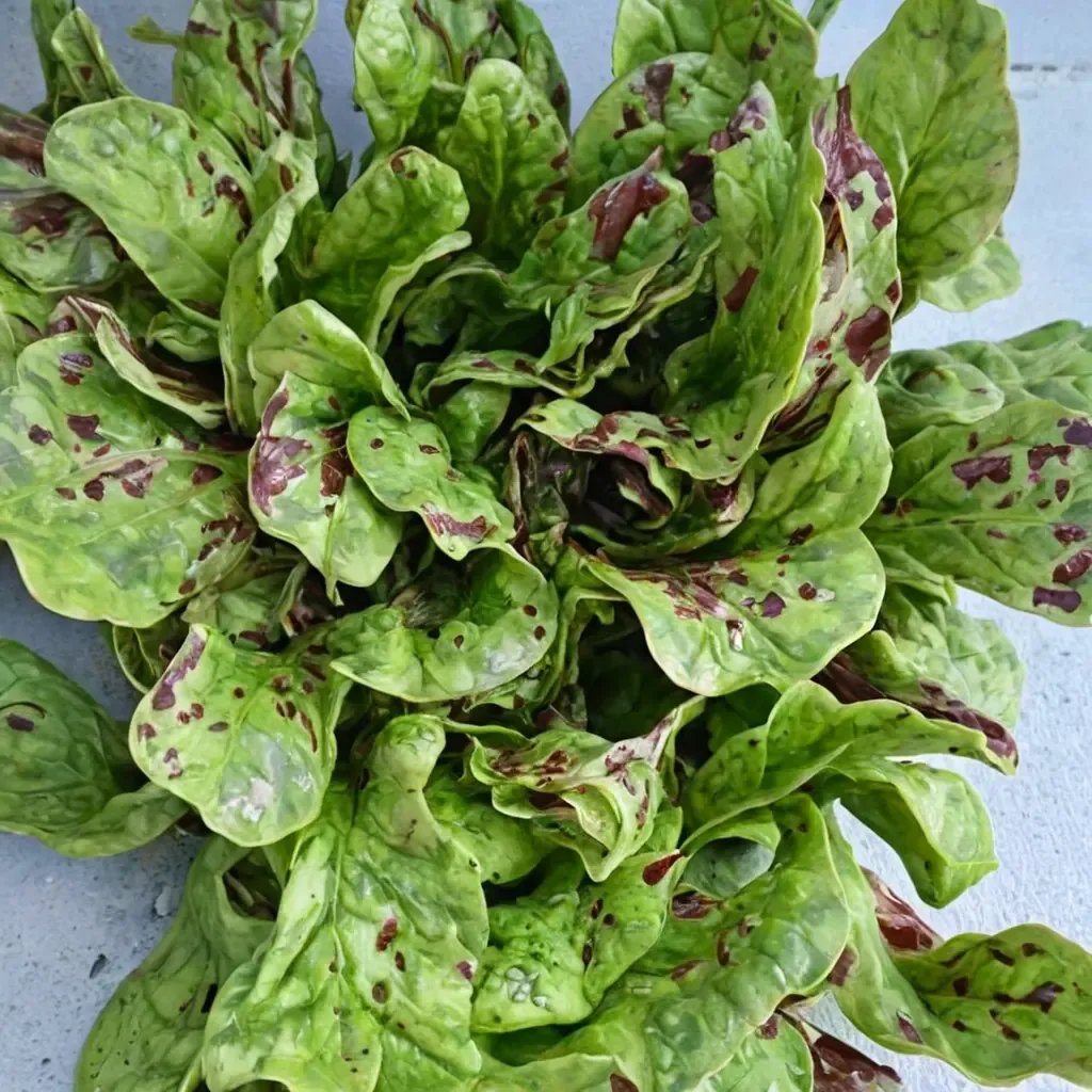 Lactuca sativa 'Flashy Oak'
