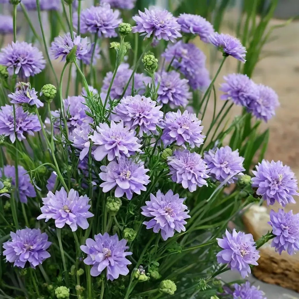 Scabiosa columbaria 'Flutter Deep Blue'