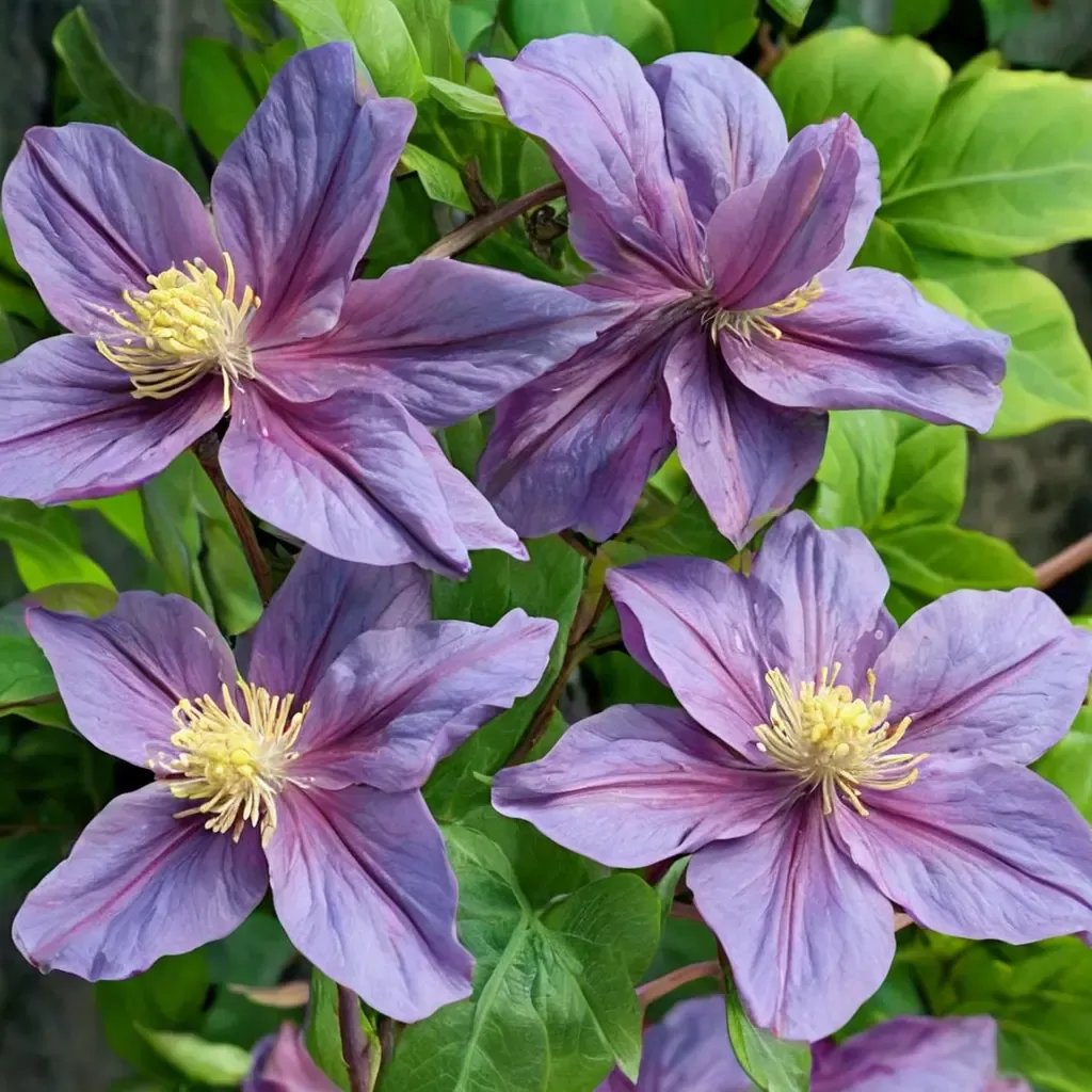 Clematis x durandii 'Pink Beauty'