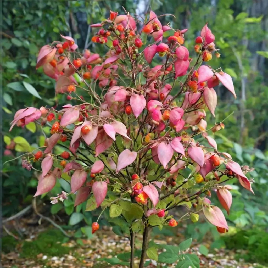 Euonymus planipes