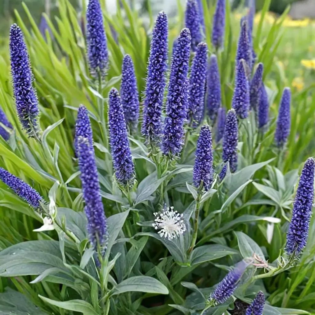 Veronica longifolia