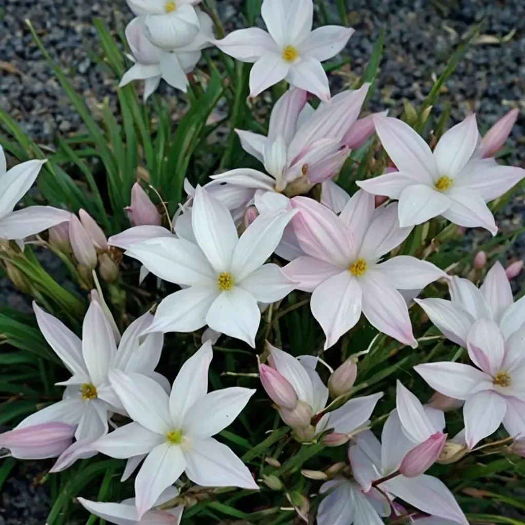 Zephyranthes viridiflora 'Big Dude'