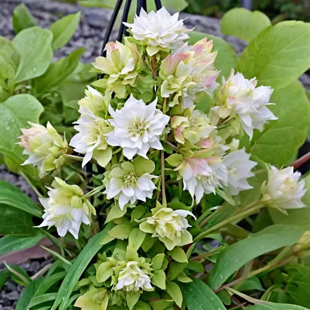 Clematis viorna 'Midori'