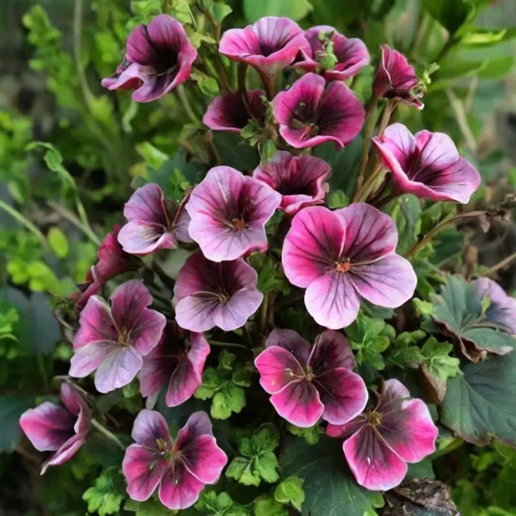 Pelargonium x hortorum 'Cherries Jubilee'