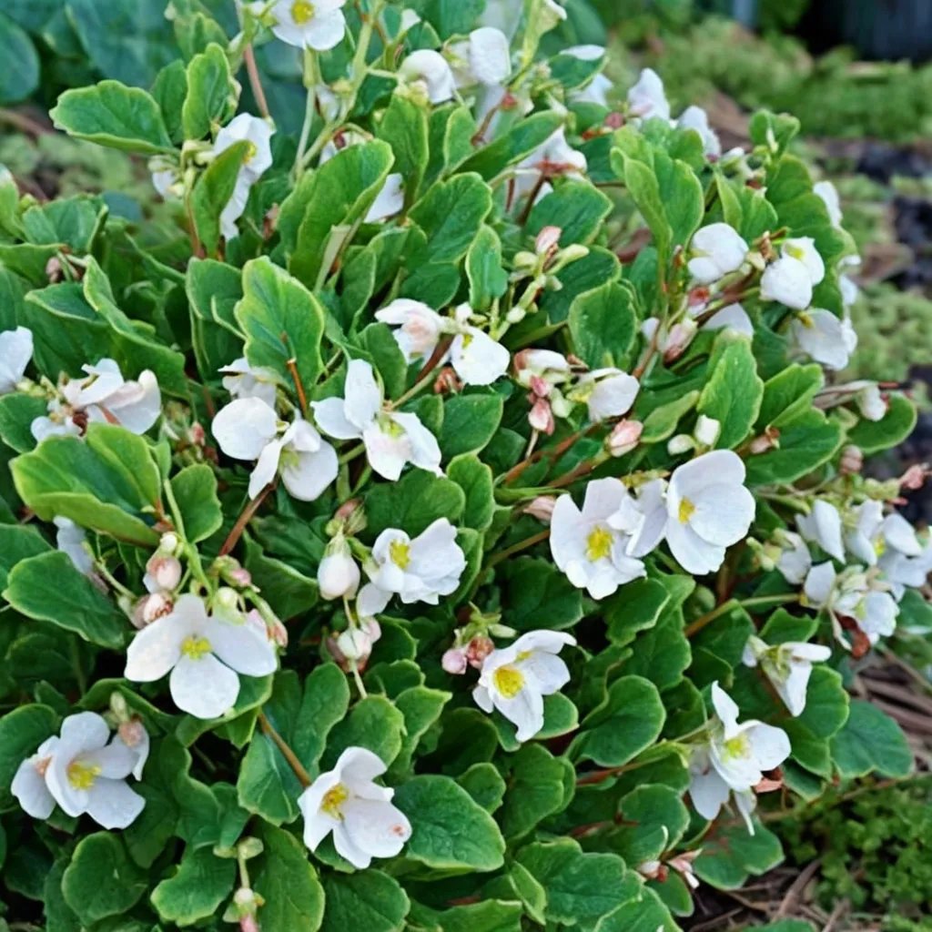 Begonia x hybrida 'Barbara Rogers'