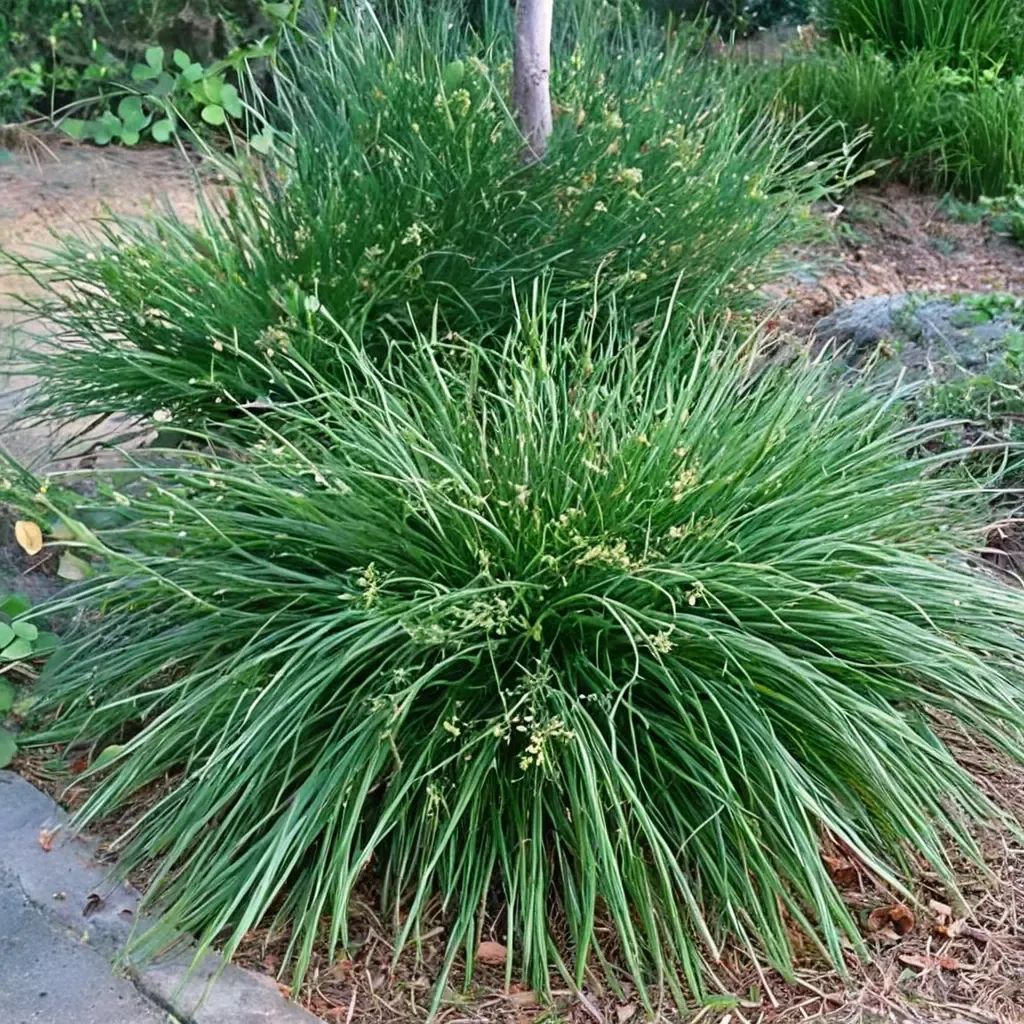 Carex divulsa