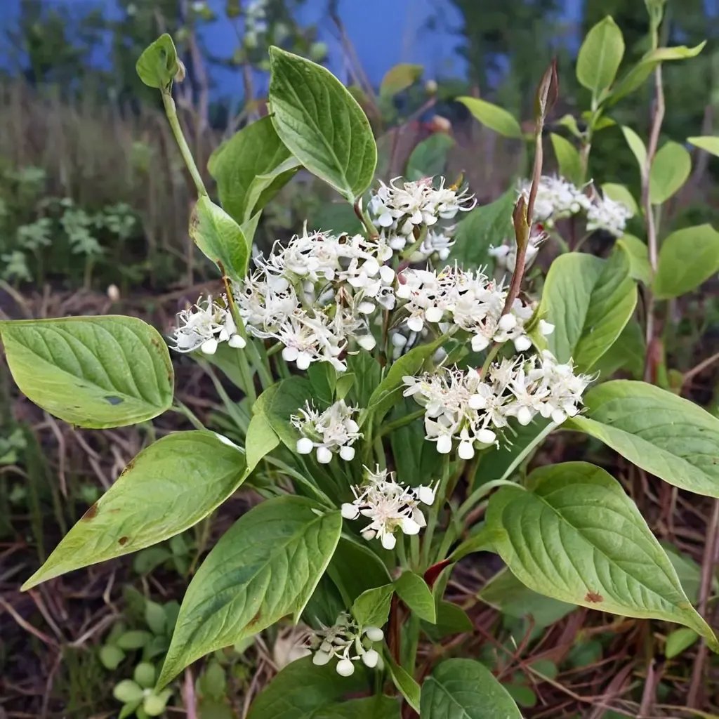 Cornus sericea 'For the Birds'