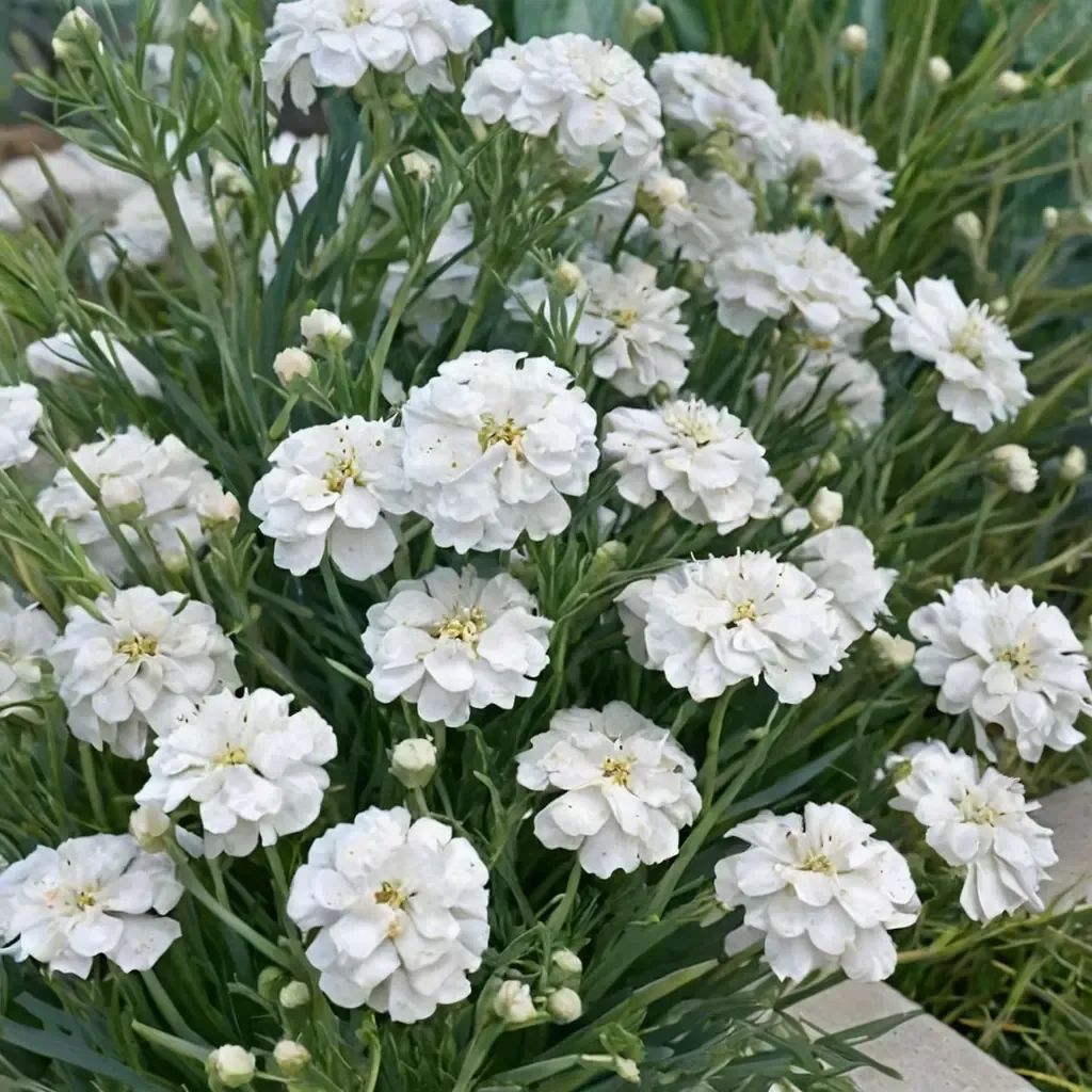 Achillea millefolium 'Marshmallow'