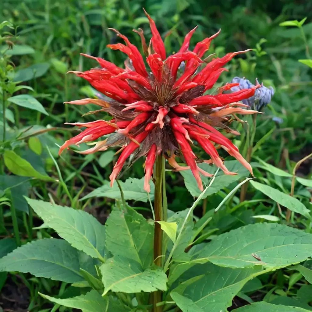 Monarda didyma