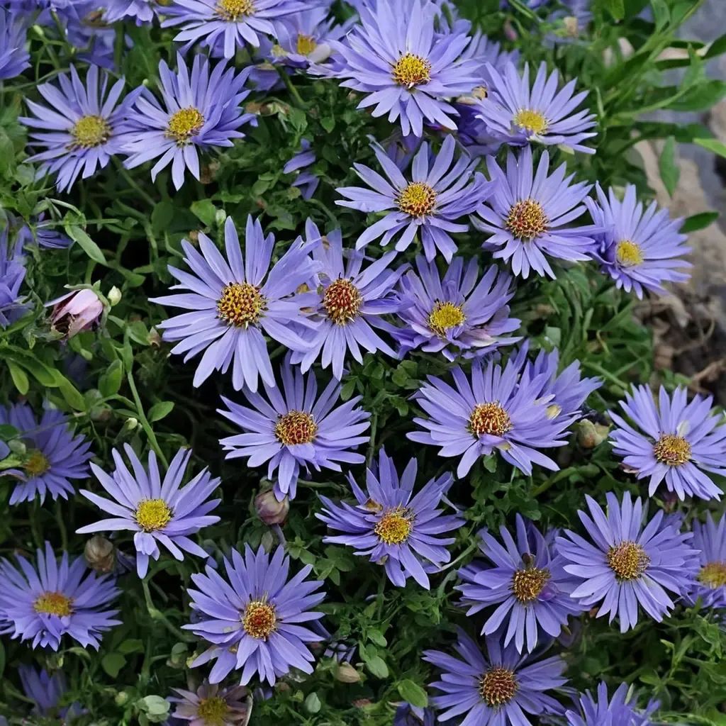 Aster x frikartii 'Wood's Blue'