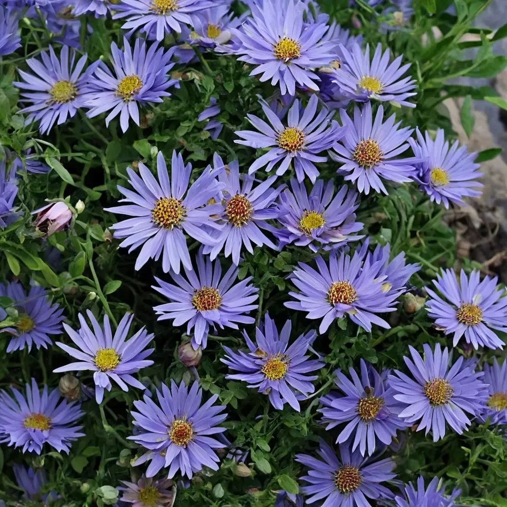Aster x frikartii 'Wood's Blue'