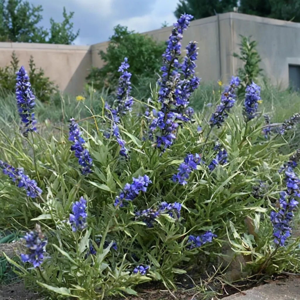 Salvia azurea 'Grandiflora'