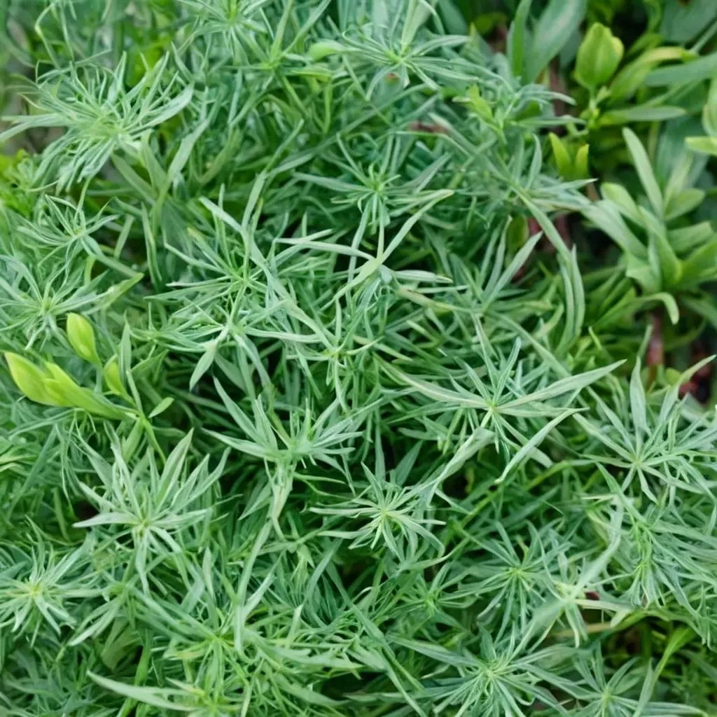 Anethum graveolens 'Fernleaf'