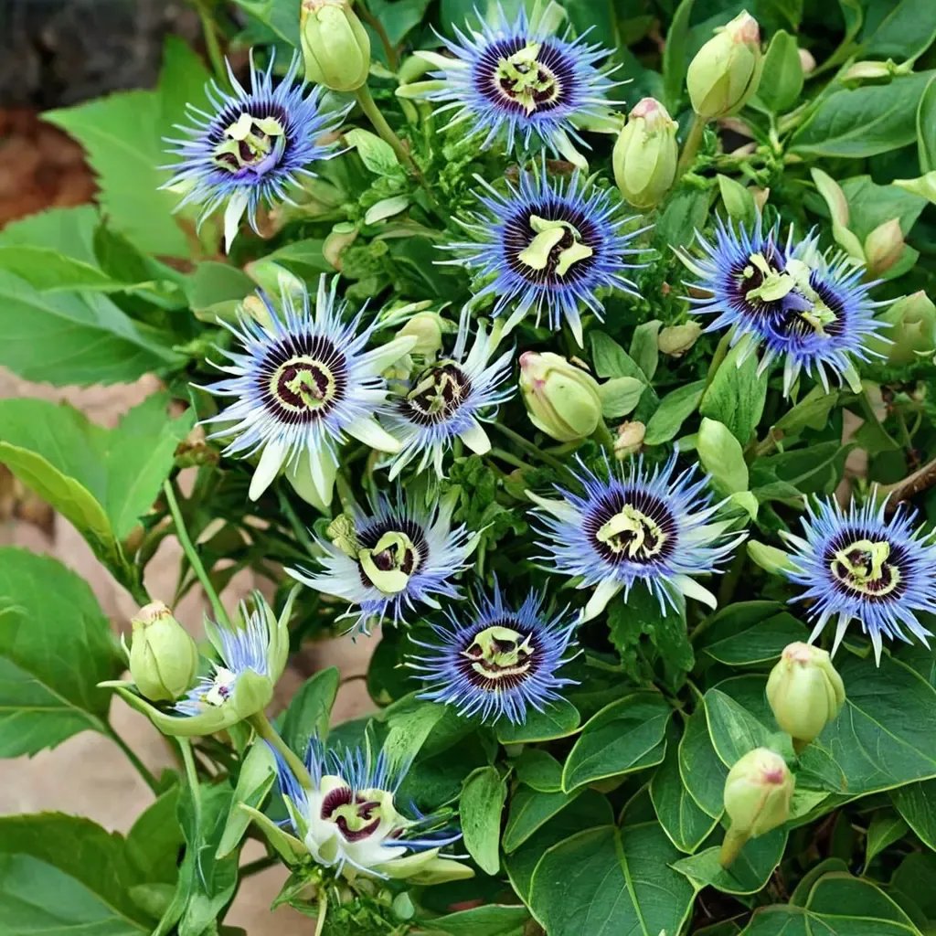 Passiflora alba 'Blue Horizon'