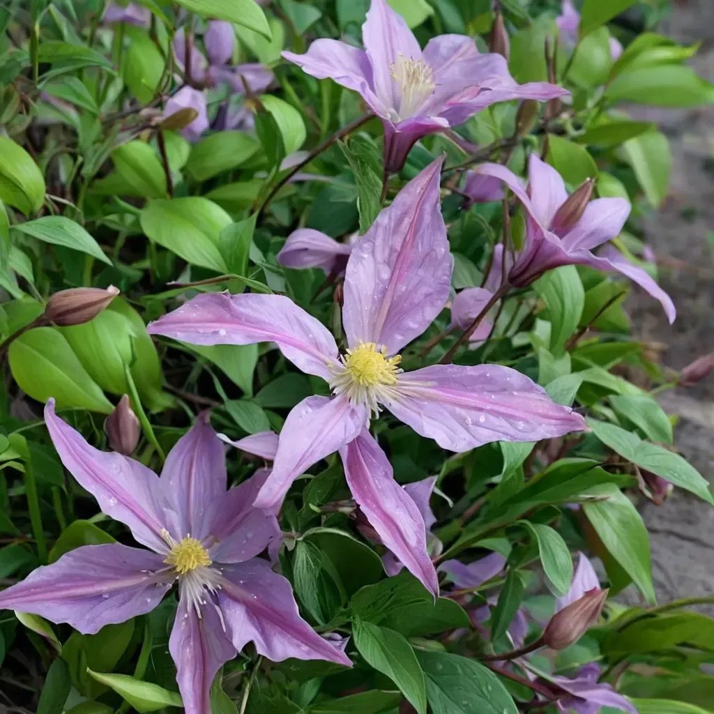 Clematis viticella 'East River'