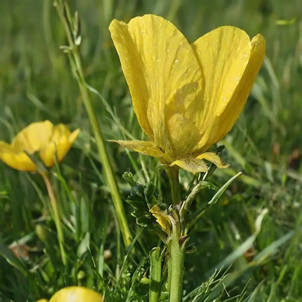 Ranunculus bulbosus 'Mix'