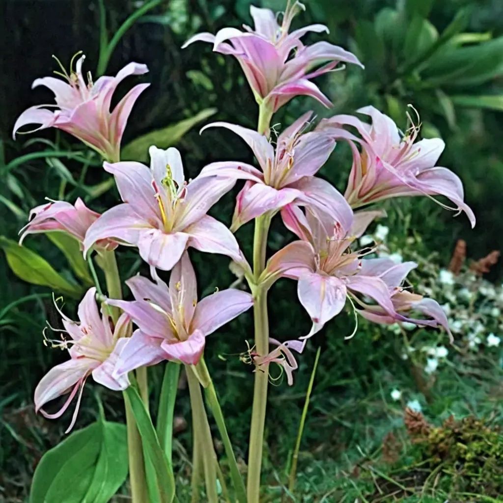 Lycoris squamigera
