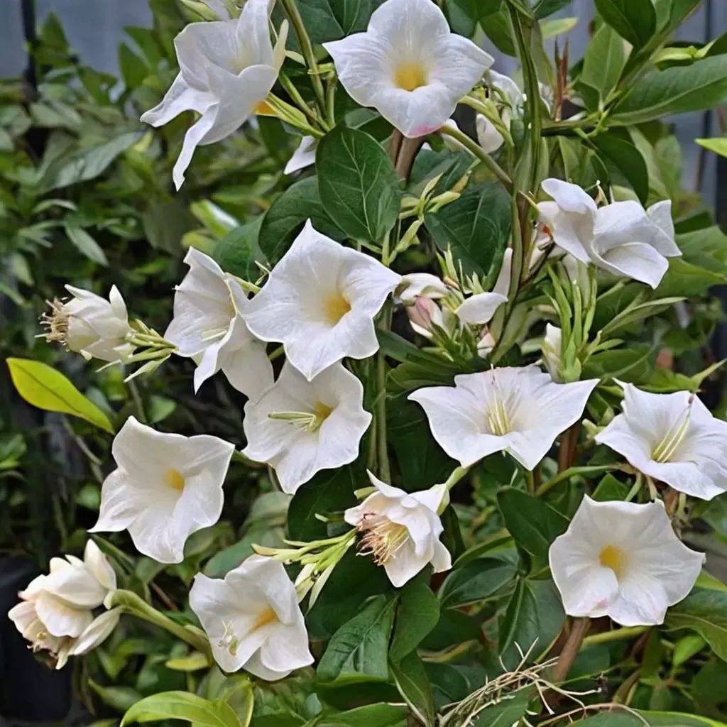 Mandevilla laxa