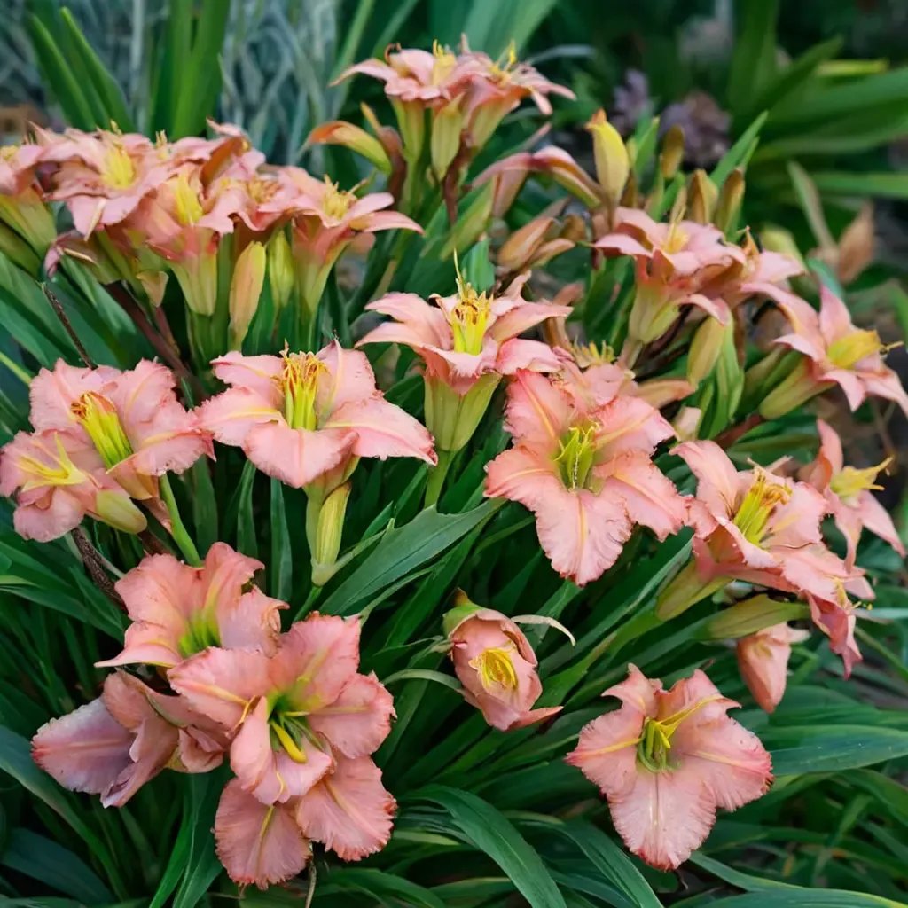 Hemerocallis x hybrida 'Elegant Candy'