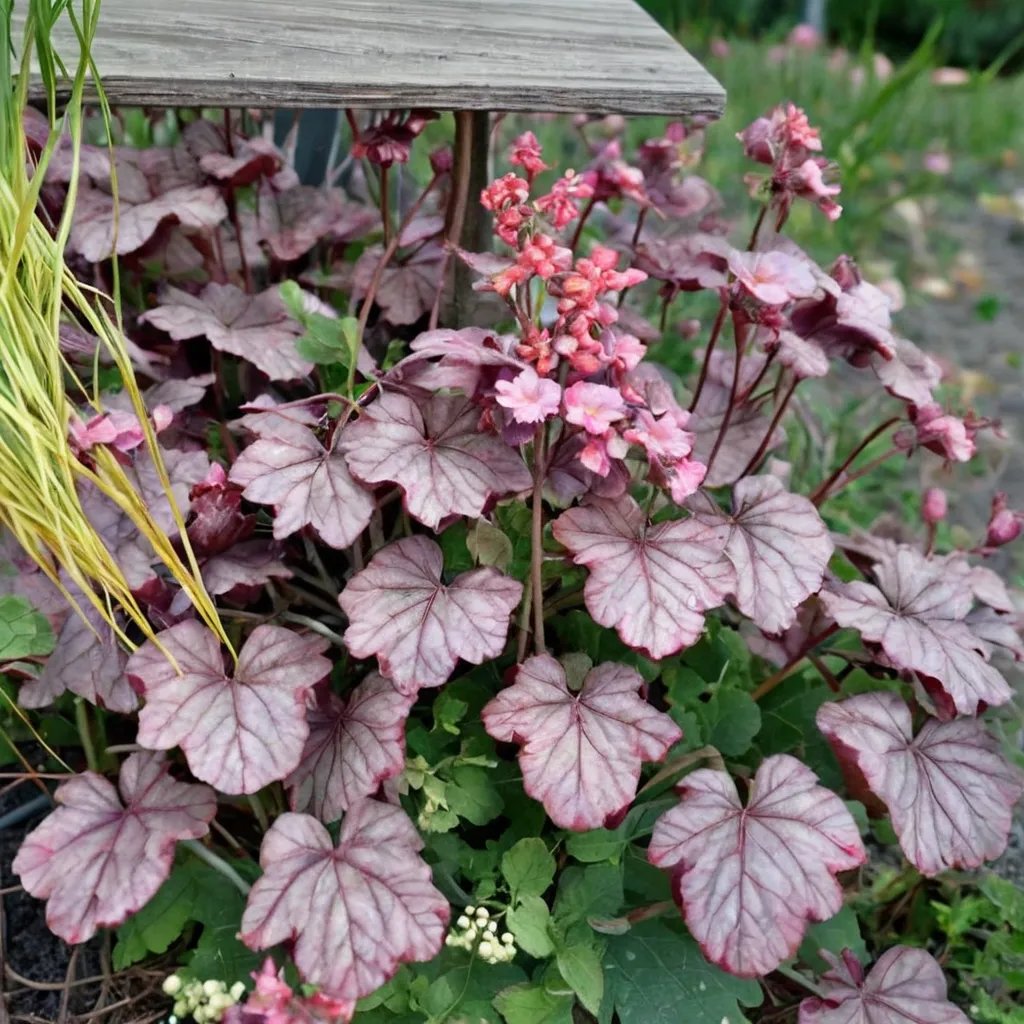 Heuchera x hybrida 'Rosamund'
