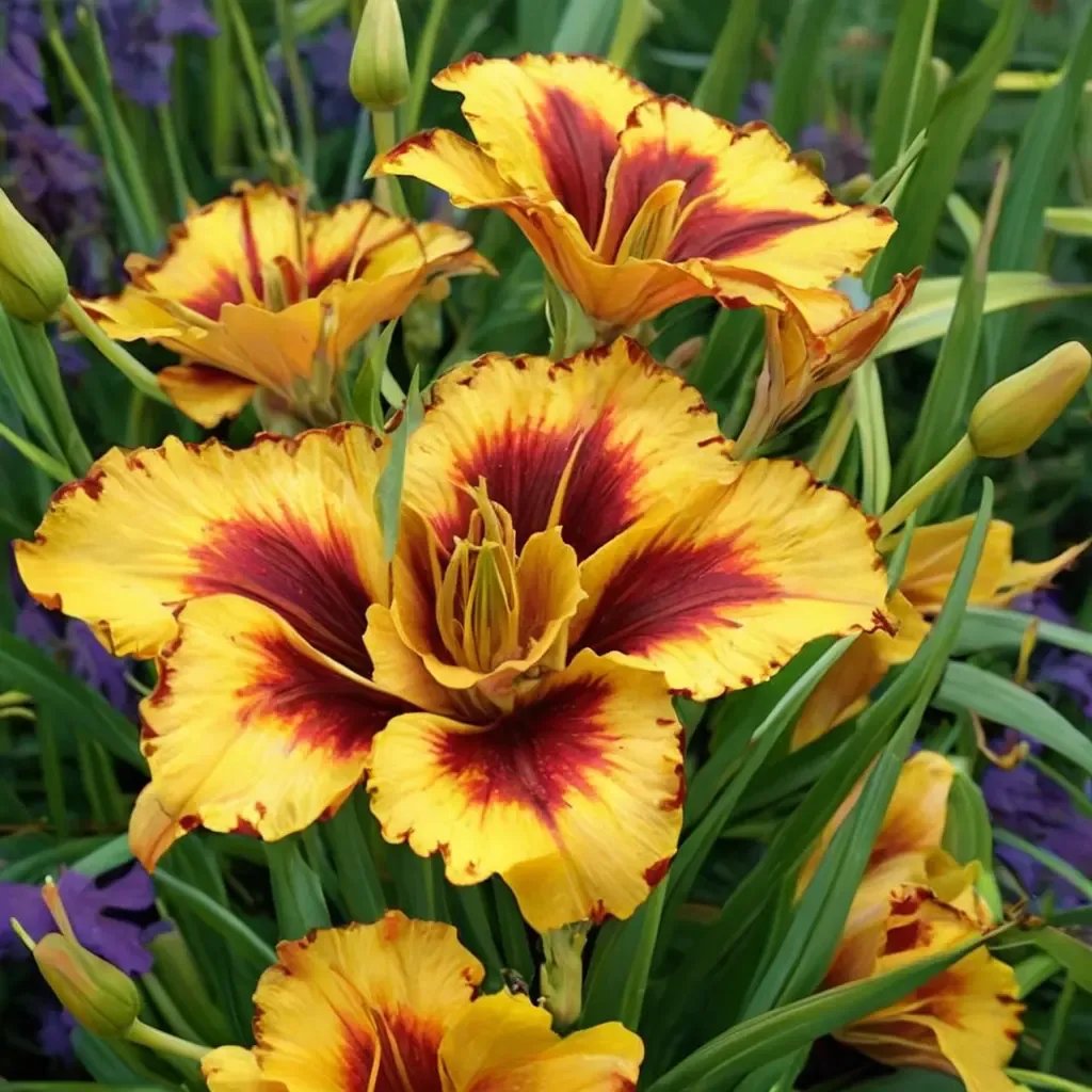 Hemerocallis fulva 'Fooled Me'
