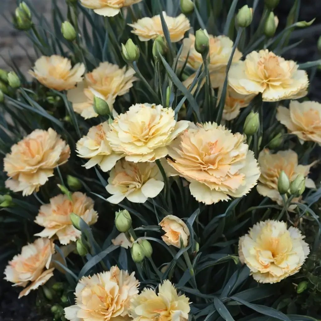 Dianthus caryophyllus 'Sunflor Amber'