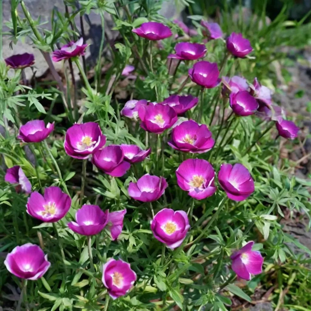 Callirhoe involucrata 'Wine Cups'