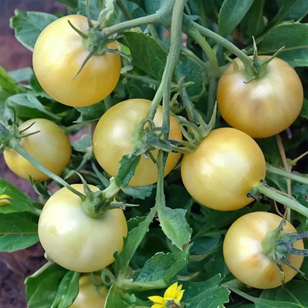 Solanum lycopersicum 'Snow White'