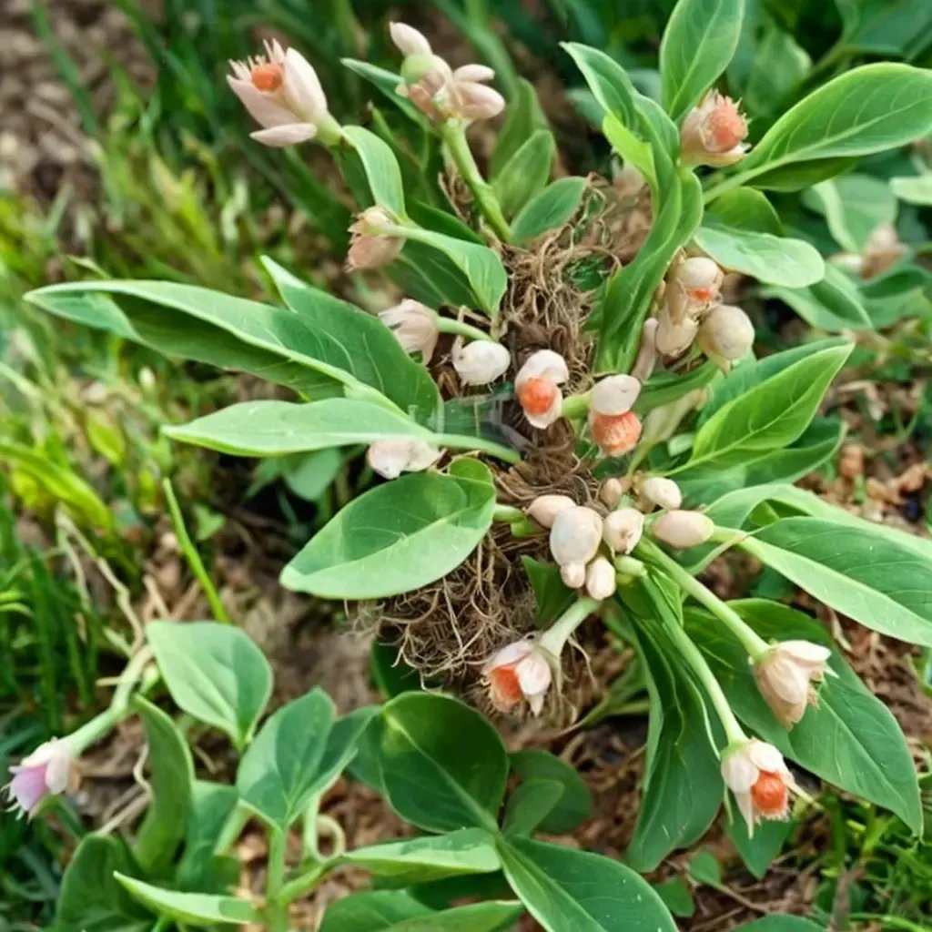 Hosta somnifera