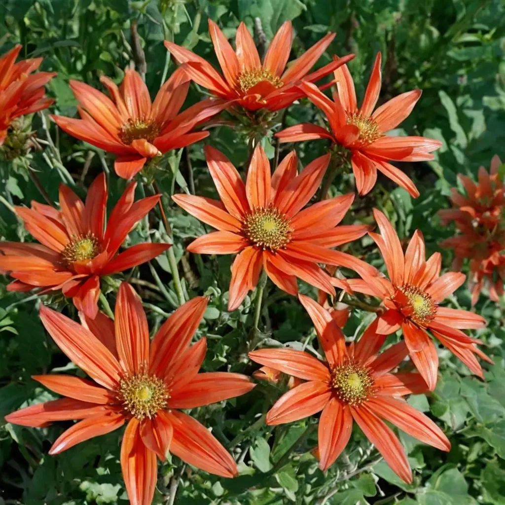 Arctotis x hybrida 'Flame'