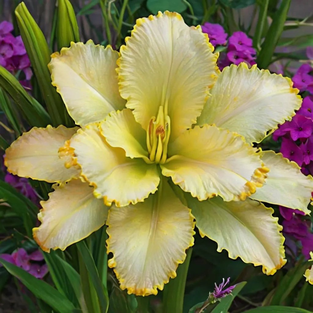 Hemerocallis x hybrida 'Ruffled Pastel Cheers'