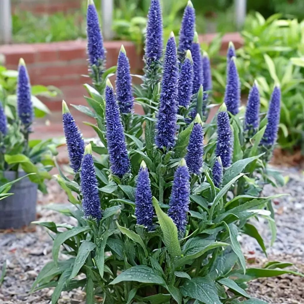 Veronica spicata 'First Glory'