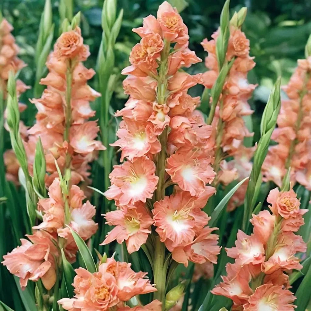 Gladiolus hortulanus 'Fringed Coral Lace'