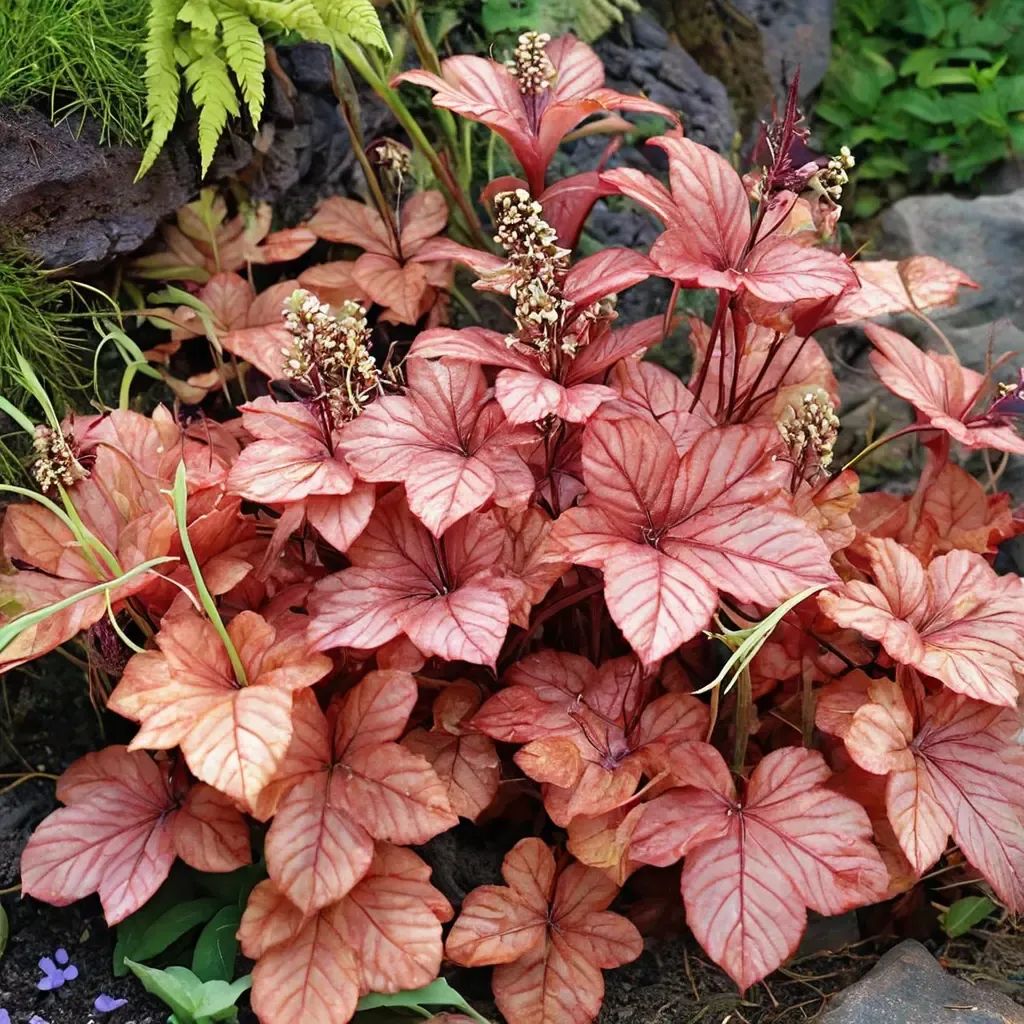 Heuchera sanguinea 'Georgia Peach'