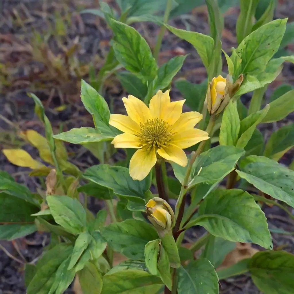 Guizotia abyssinica 'Nyjer Gold Finch Mix'