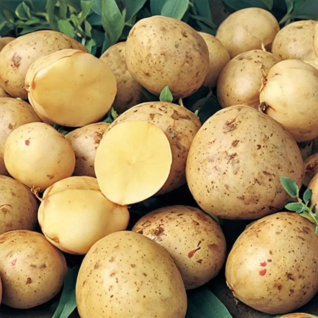 Solanum tuberosum 'Yukon Gold'