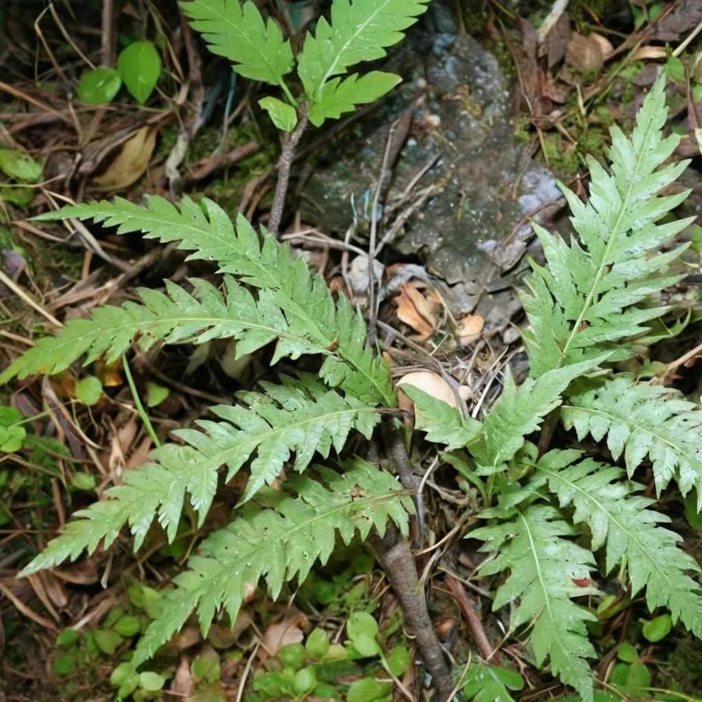 Shield Fern