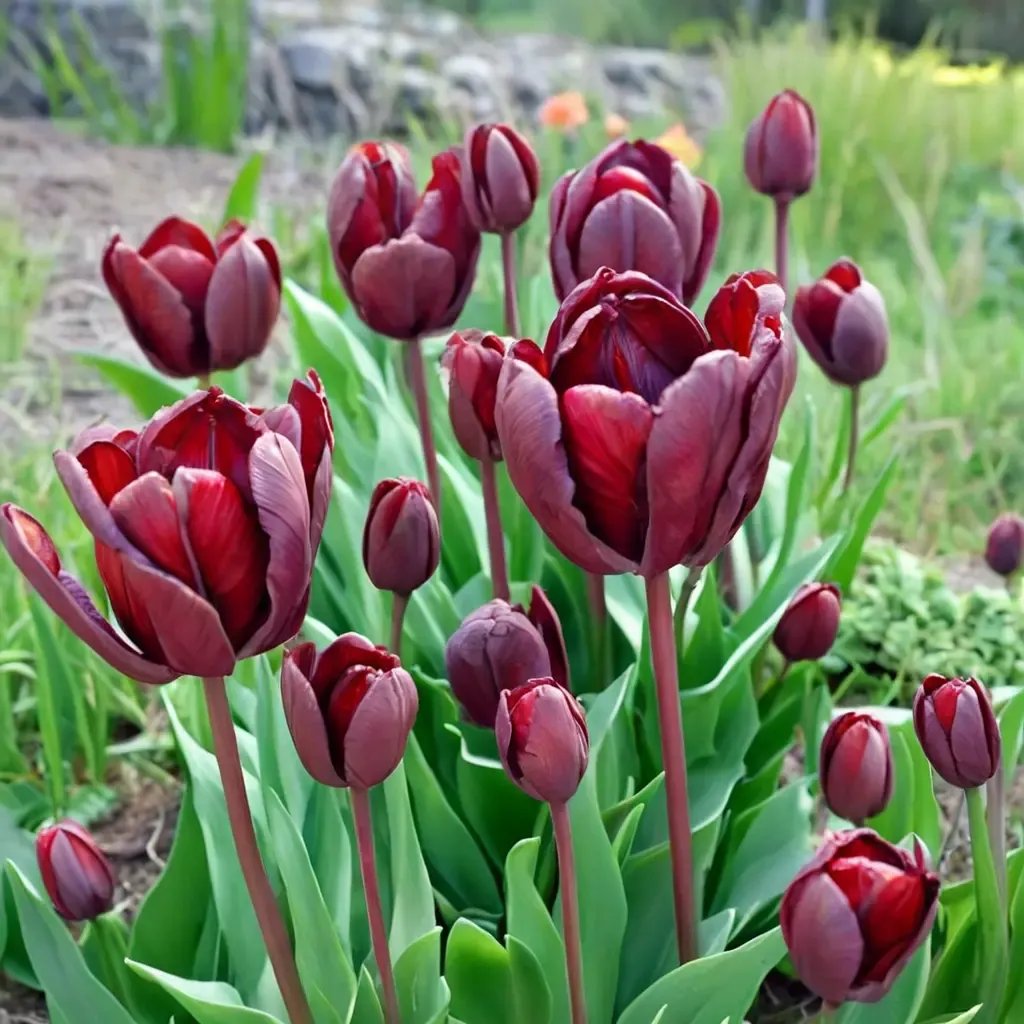 Tulipa tulipa 'Jan Reus'