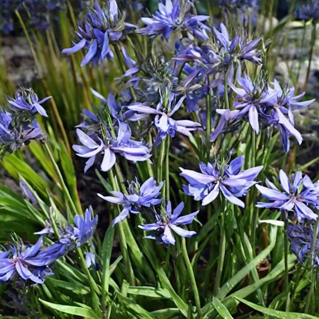Agapanthus praecox 'Loch Hope'