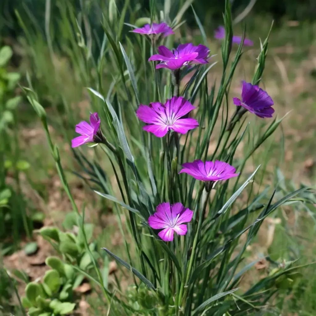 Agrostemma githago