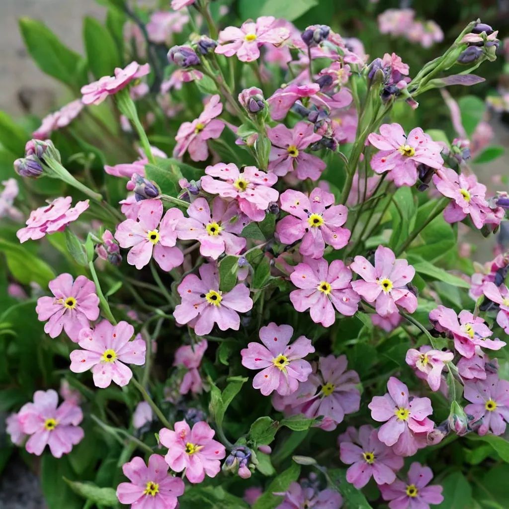 Myosotis sylvatica 'Sylva Rosylva'
