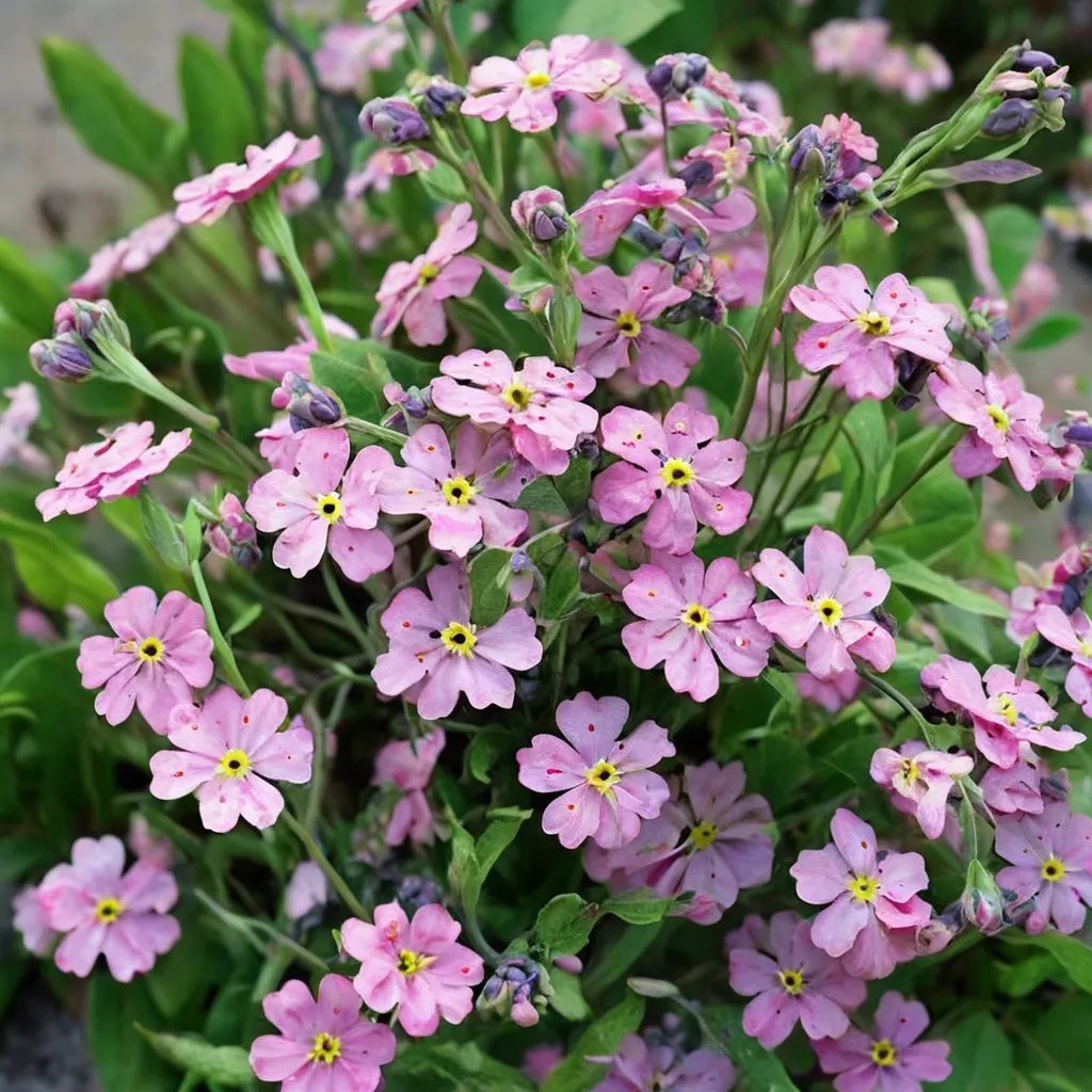 Myosotis sylvatica 'Sylva Rosylva'