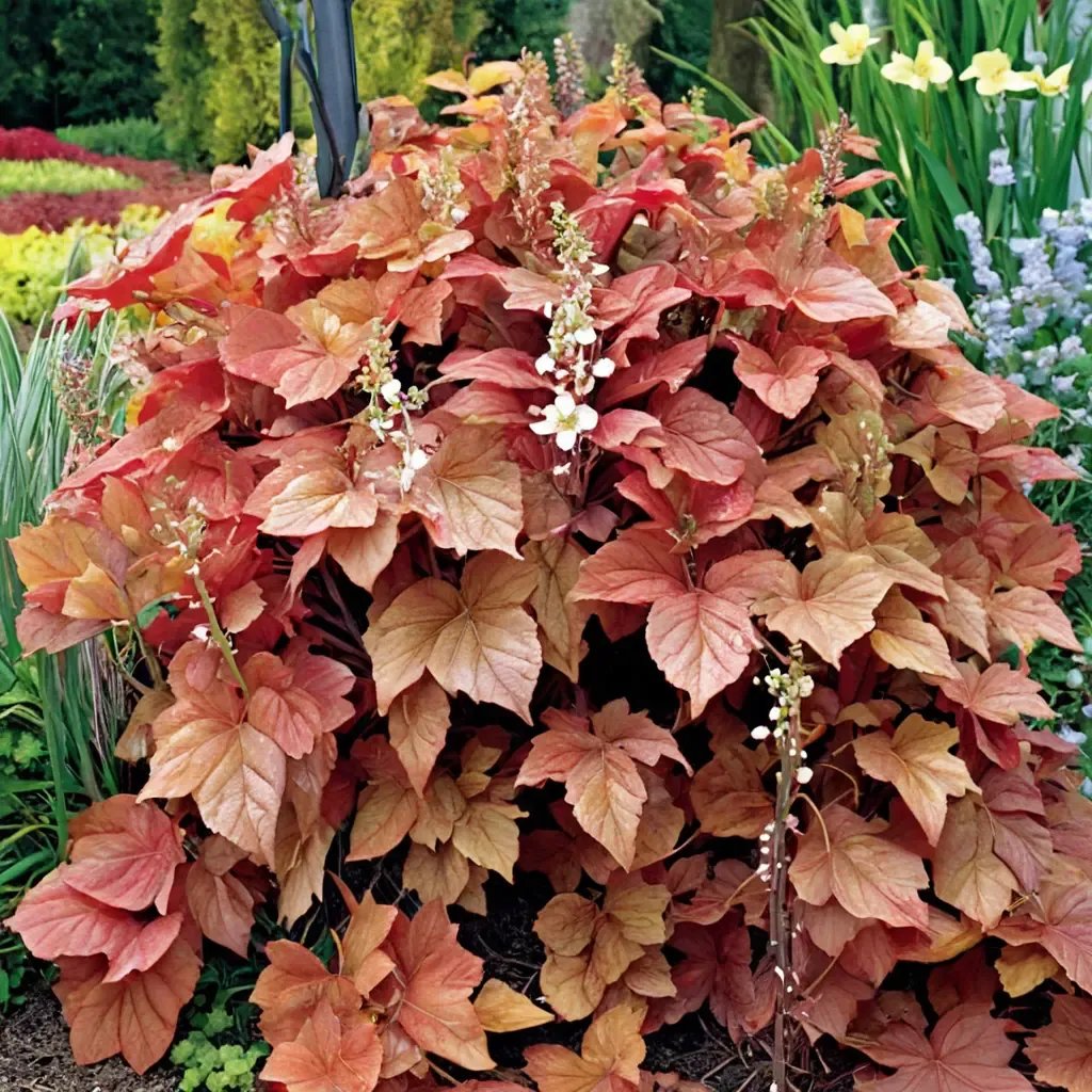 Heuchera x brizoides 'Redstone Falls'