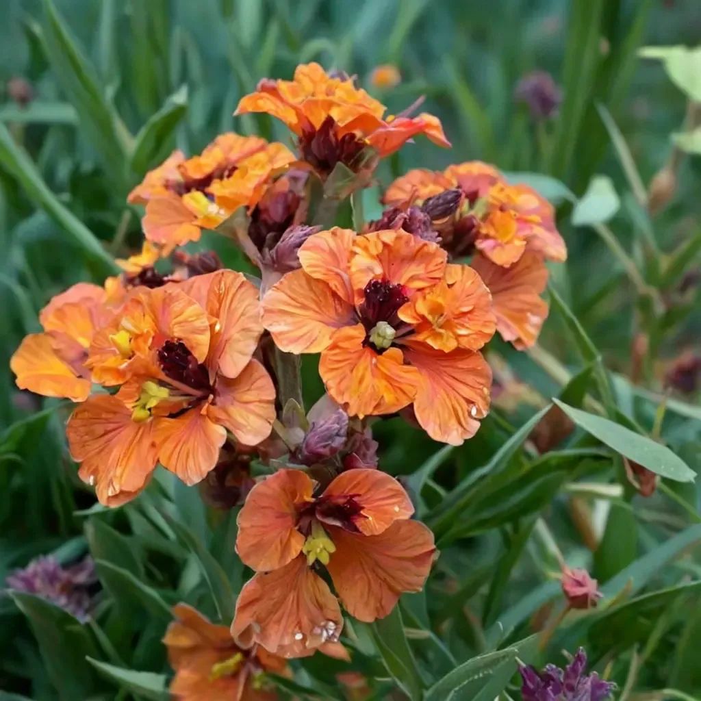Erysimum cheiri 'Apricot Twist'