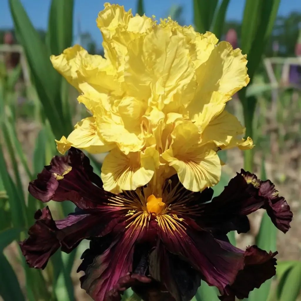 Iris x germanica 'Pirate Ahoy'
